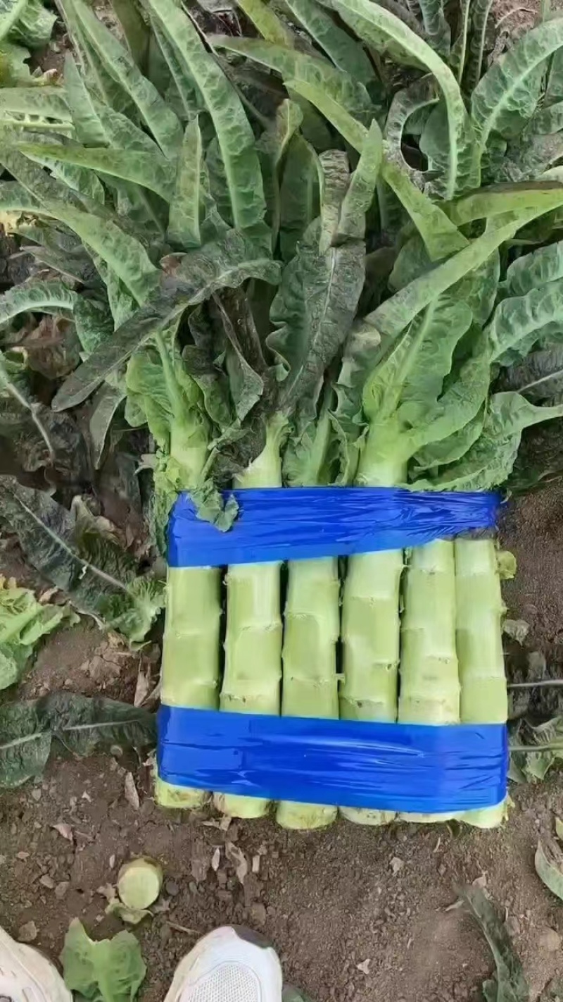 山东临沂红尖叶莴笋大量有货，品质保证，欢迎来电采购