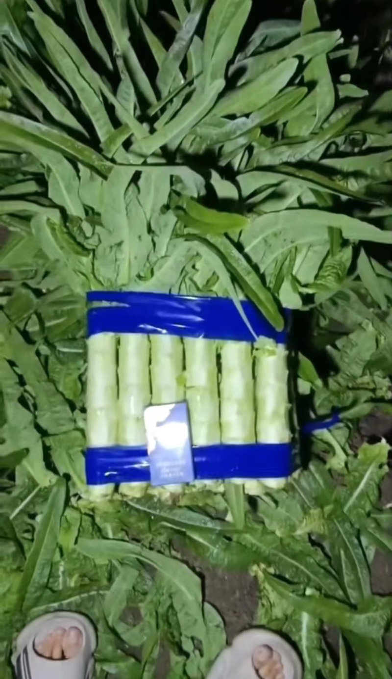 山东临沂红尖叶莴笋大量有货，品质保证，欢迎来电采购