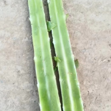 山东临沂莴笋杆子大量有货，品质保证，欢迎来电采购