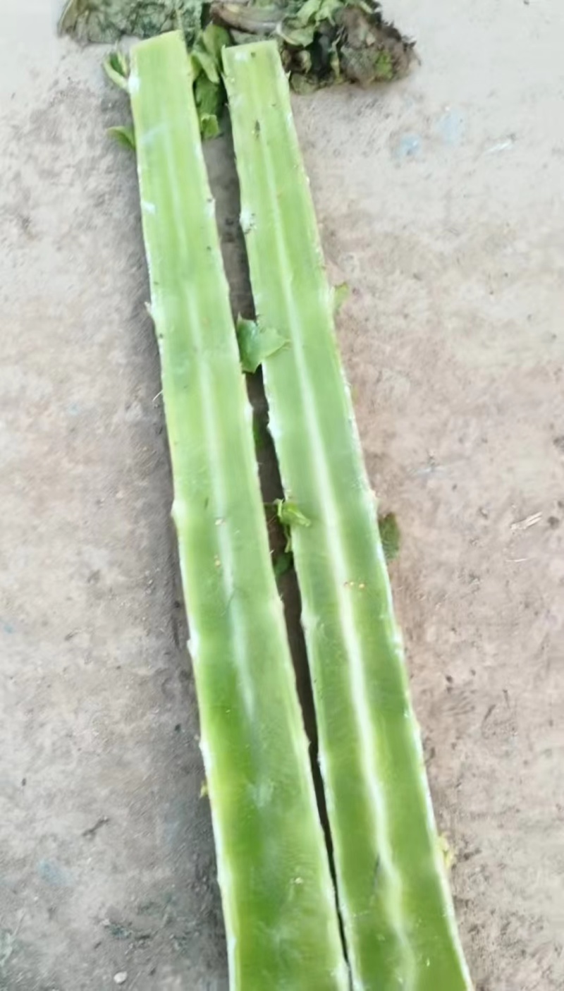 山东临沂莴笋杆子大量有货，品质保证，欢迎来电采购