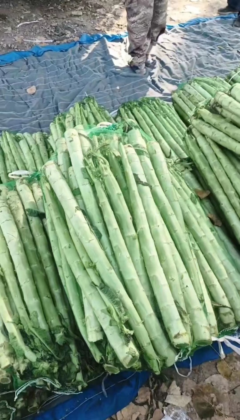 山东临沂莴笋杆子大量有货，品质保证，欢迎来电采购