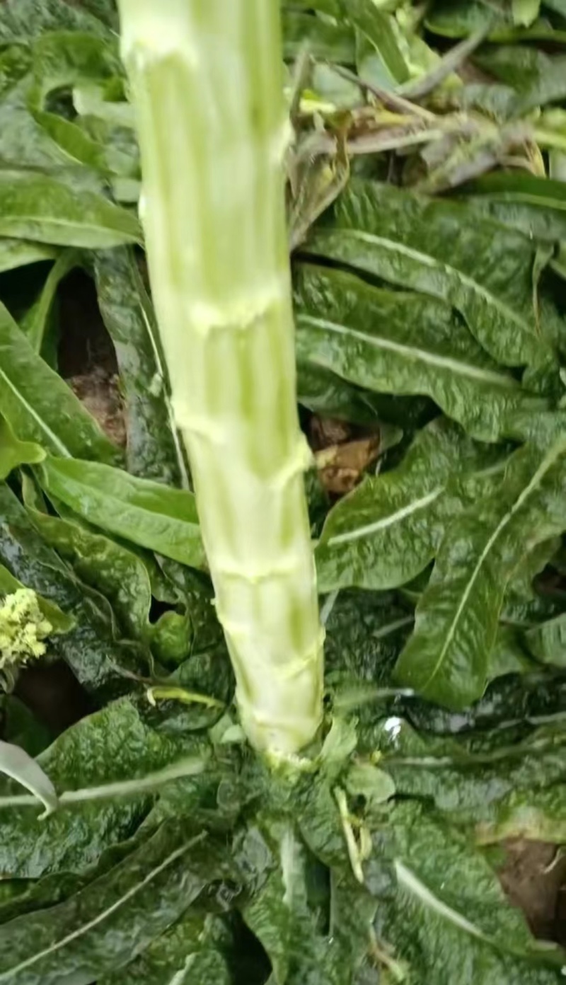 山东临沂莴笋杆子大量有货，品质保证，欢迎来电采购