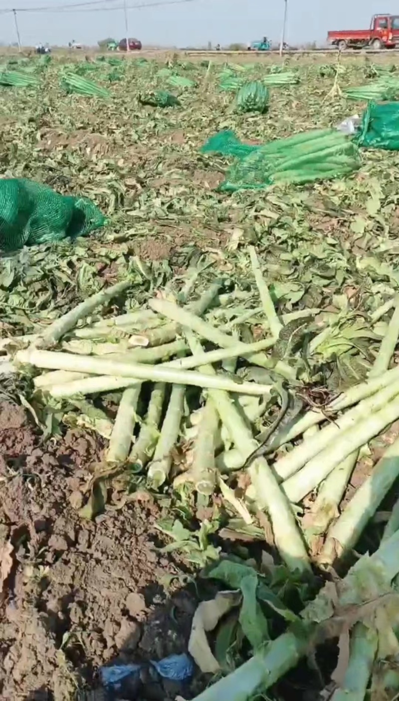 山东临沂莴笋杆子大量有货，品质保证，欢迎来电采购