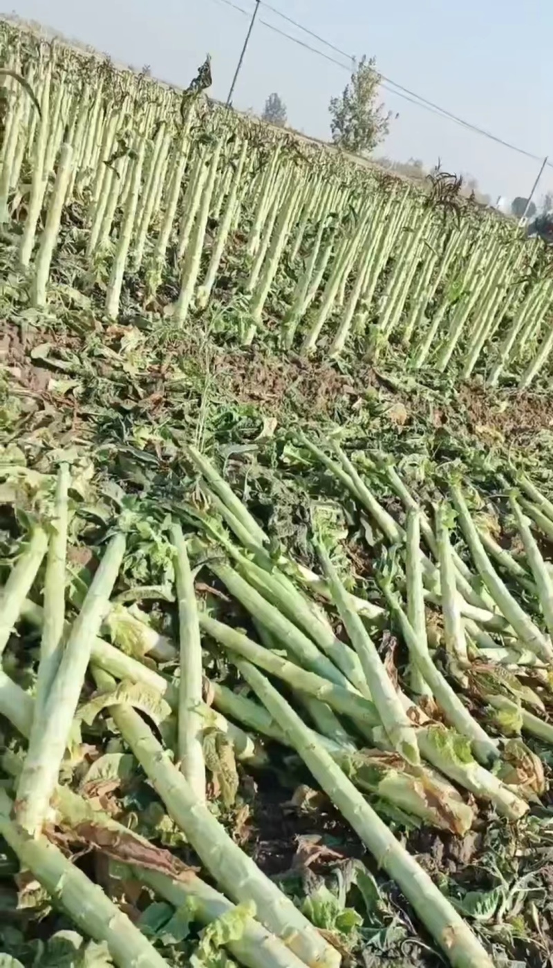 山东临沂莴笋杆子大量有货，品质保证，欢迎来电采购