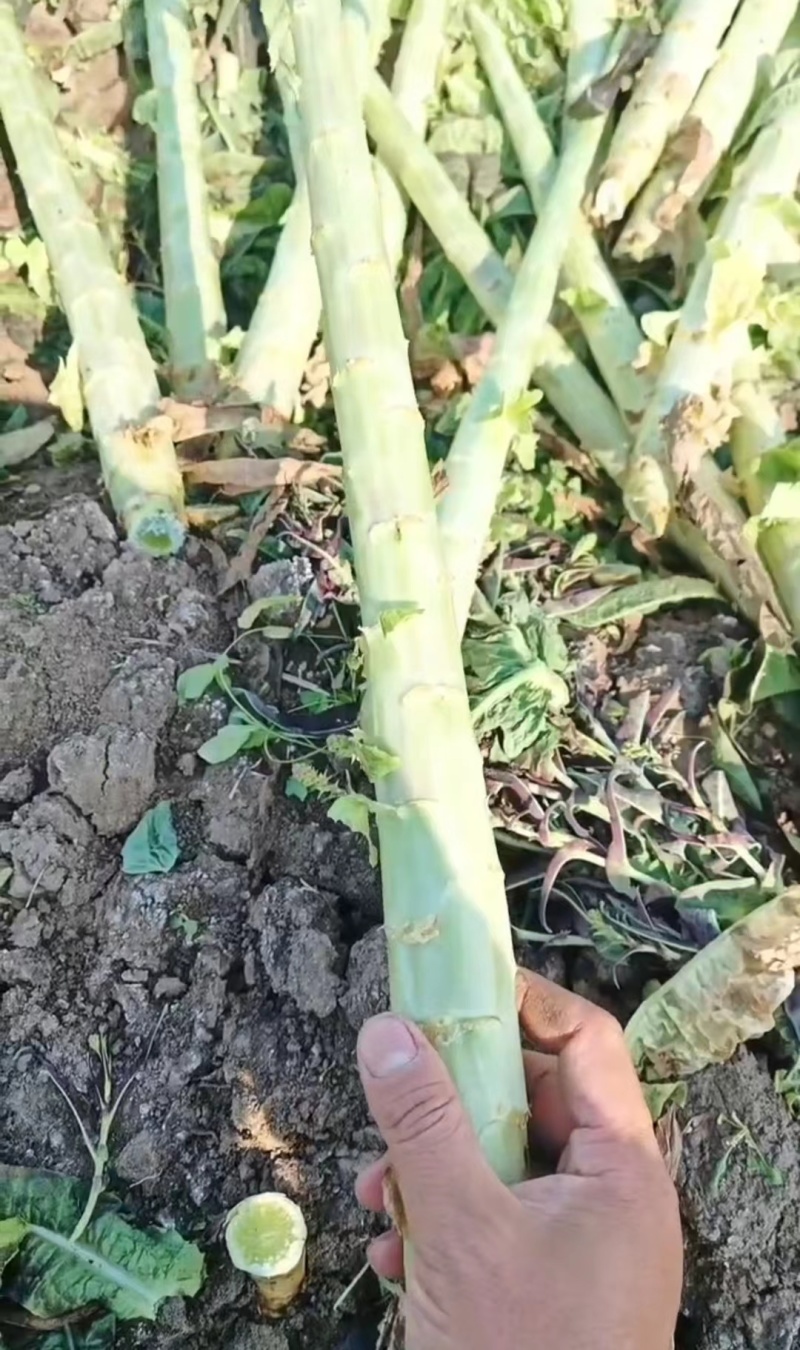 山东临沂莴笋杆子大量有货，品质保证，欢迎来电采购