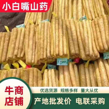 【产地直供】河北小白嘴山药对接全国批发市场商超电商团购