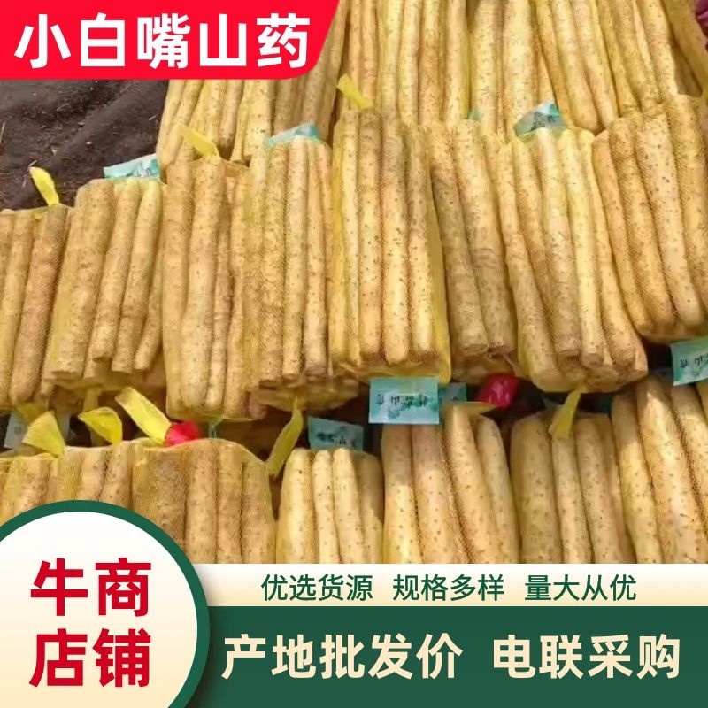 【产地直供】河北小白嘴山药对接全国批发市场商超电商团购