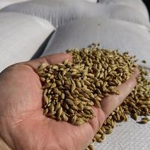 俄罗斯进口大麦品质一手货源产地直发欢迎电联