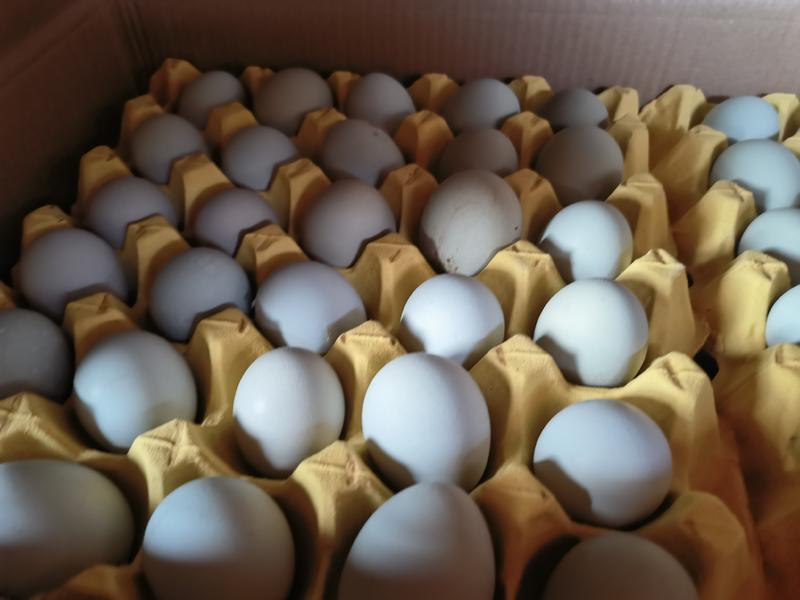 湖北苏禽绿壳鸡蛋多规格装正宗散养当日现蛋多规格品质保证
