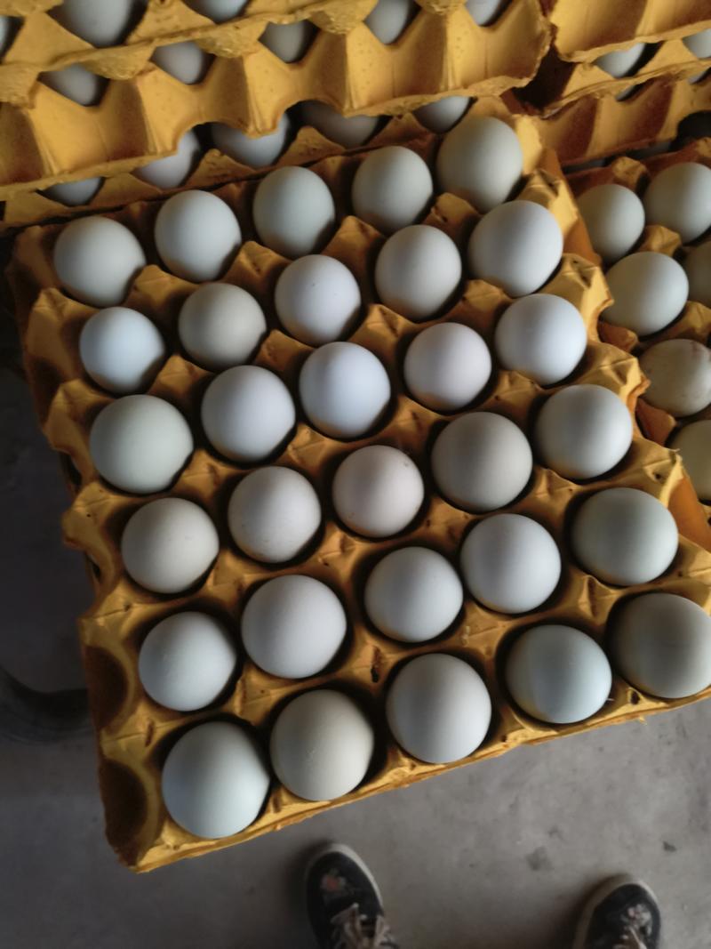 湖北苏禽绿壳鸡蛋多规格装正宗散养当日现蛋多规格品质保证