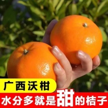 【沃柑】广西武鸣沃柑皮薄多汁现摘现发对接全国市场