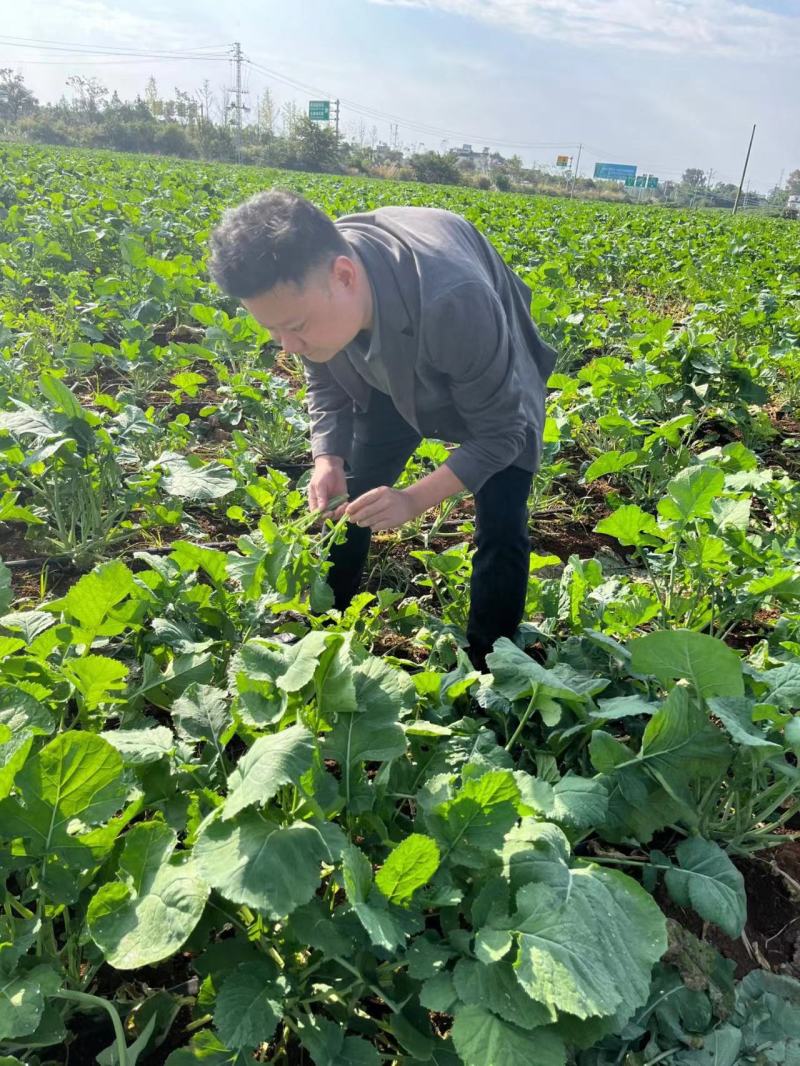 江苏优质板蓝根青菜，多维多矿为健康加油大量供应