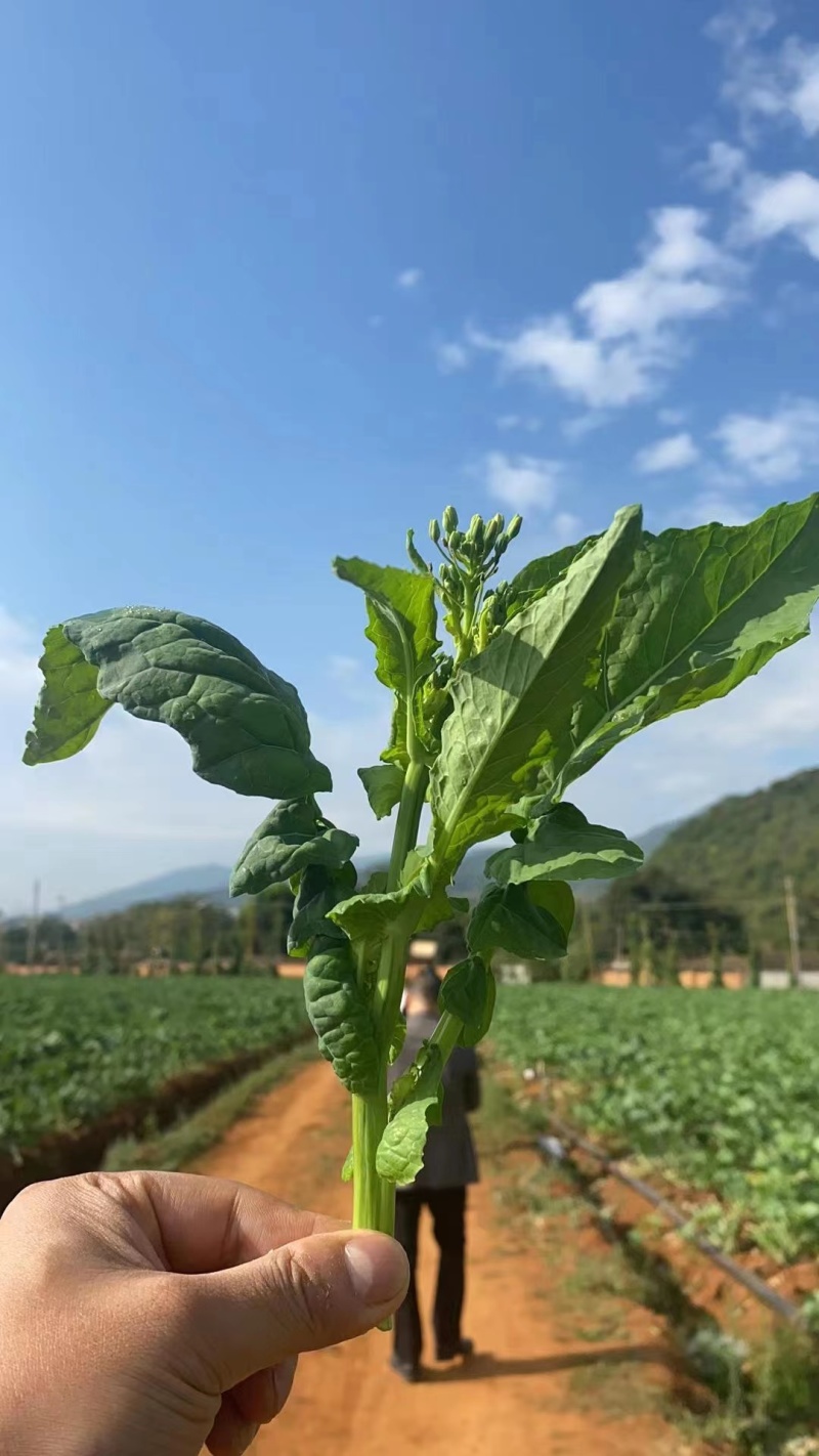 江苏优质板蓝根青菜，多维多矿为健康加油大量供应