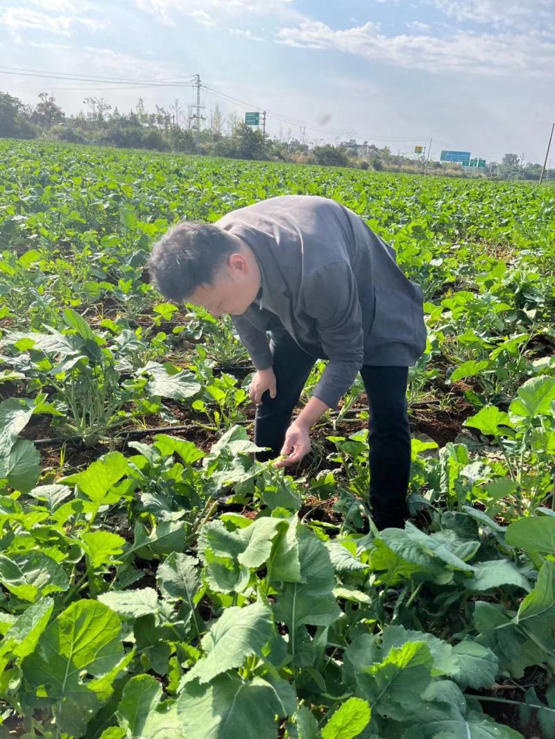 江苏优质板蓝根青菜，多维多矿为健康加油大量供应