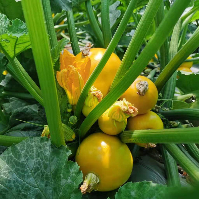 金珠西葫芦种子圆形迷你小水果生吃杂交春秋种植基地专用