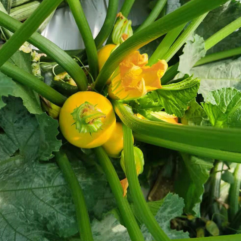金珠西葫芦种子圆形迷你小水果生吃杂交春秋种植基地专用