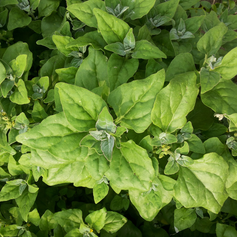 番杏种子新西兰菠菜种子洋菠菜春夏秋冬海滨篙苣保健蔬菜