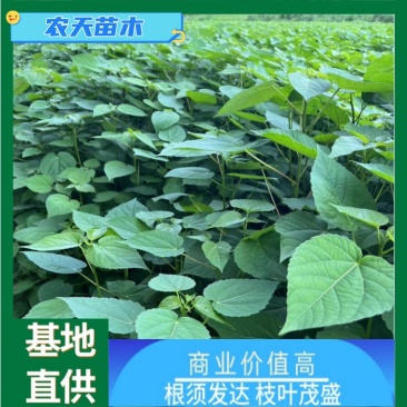 山桐子苗一年生高度一米