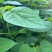 山桐子苗一年生高度一米