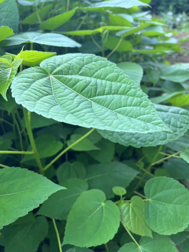 山桐子苗一年生高度一米