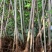山桐子苗一年生高度一米