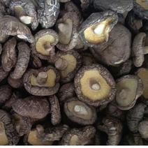 【精选】河南三门峡香菇-产地直发-量大从优-价格优惠