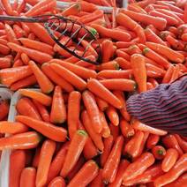 东台三红胡萝卜产地直供全国发货支持视频看货对接各大市场