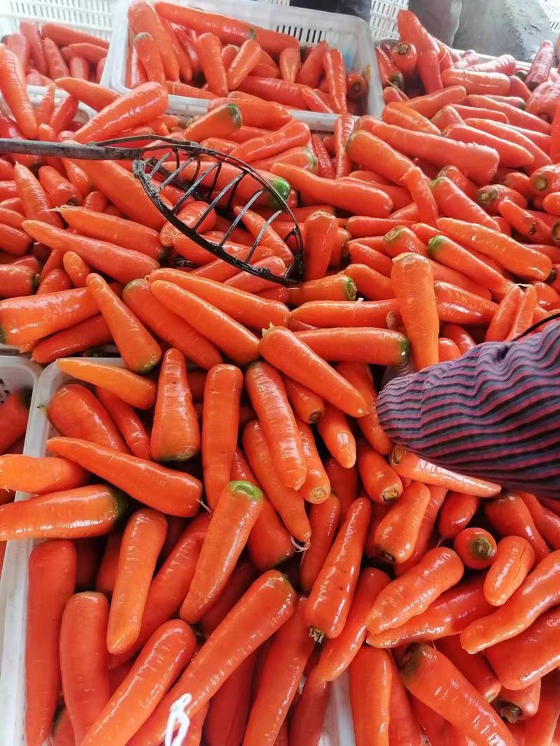 精品江苏三红胡萝卜一手货源按需包装可对接商超市场