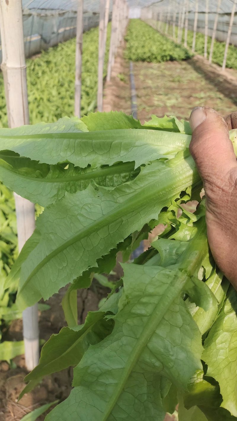 大量油麦菜上市周口产地直发保质保量对接全国客商可视频验货