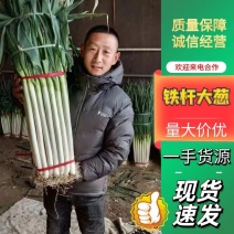 精品铁杆大葱质量好走市场做加工质量有保证诚信经营