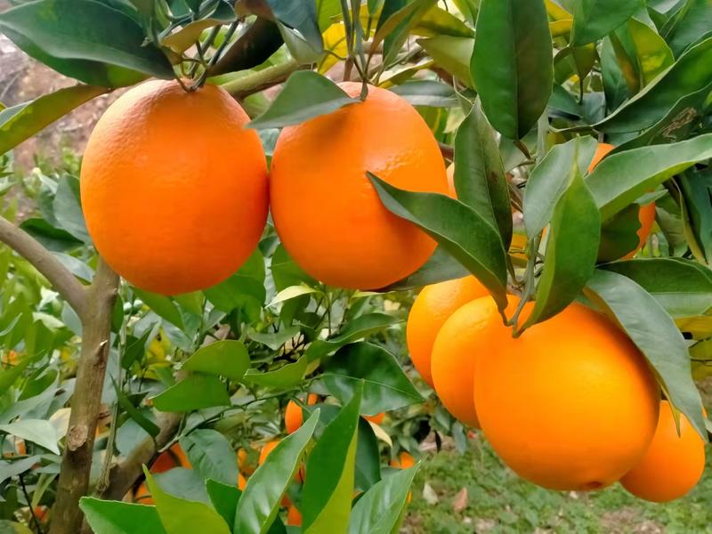 四川凉山雷波脐橙，皮薄肉厚大量供应产地直发品质保障