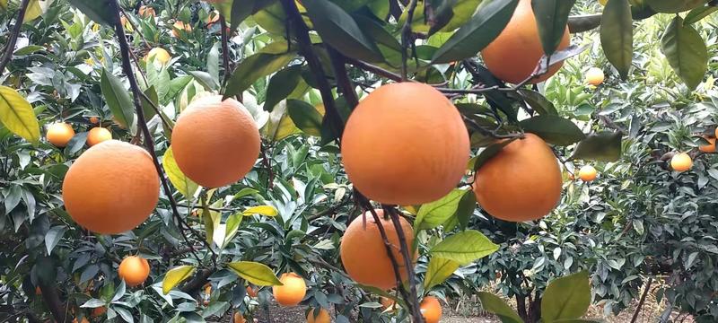 四川凉山雷波脐橙，皮薄肉厚大量供应产地直发品质保障