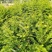 江西红豆杉苗货源充足规格齐全价格欢迎来电详谈可视频看货