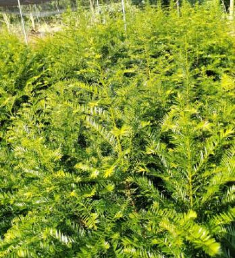 江西红豆杉苗货源充足规格齐全价格欢迎来电详谈可视频看货
