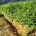 江西红豆杉苗货源充足规格齐全价格欢迎来电详谈可视频看货