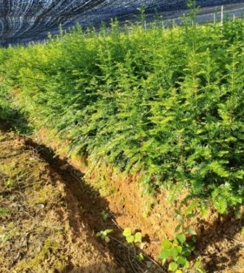 江西红豆杉苗货源充足规格齐全价格欢迎来电详谈可视频看货