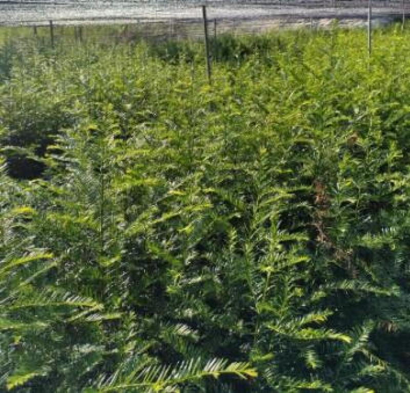 江西红豆杉苗货源充足规格齐全价格欢迎来电详谈可视频看货