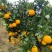 【爆】湖北九月红脐橙🍊供应市场电商~价格便宜～
