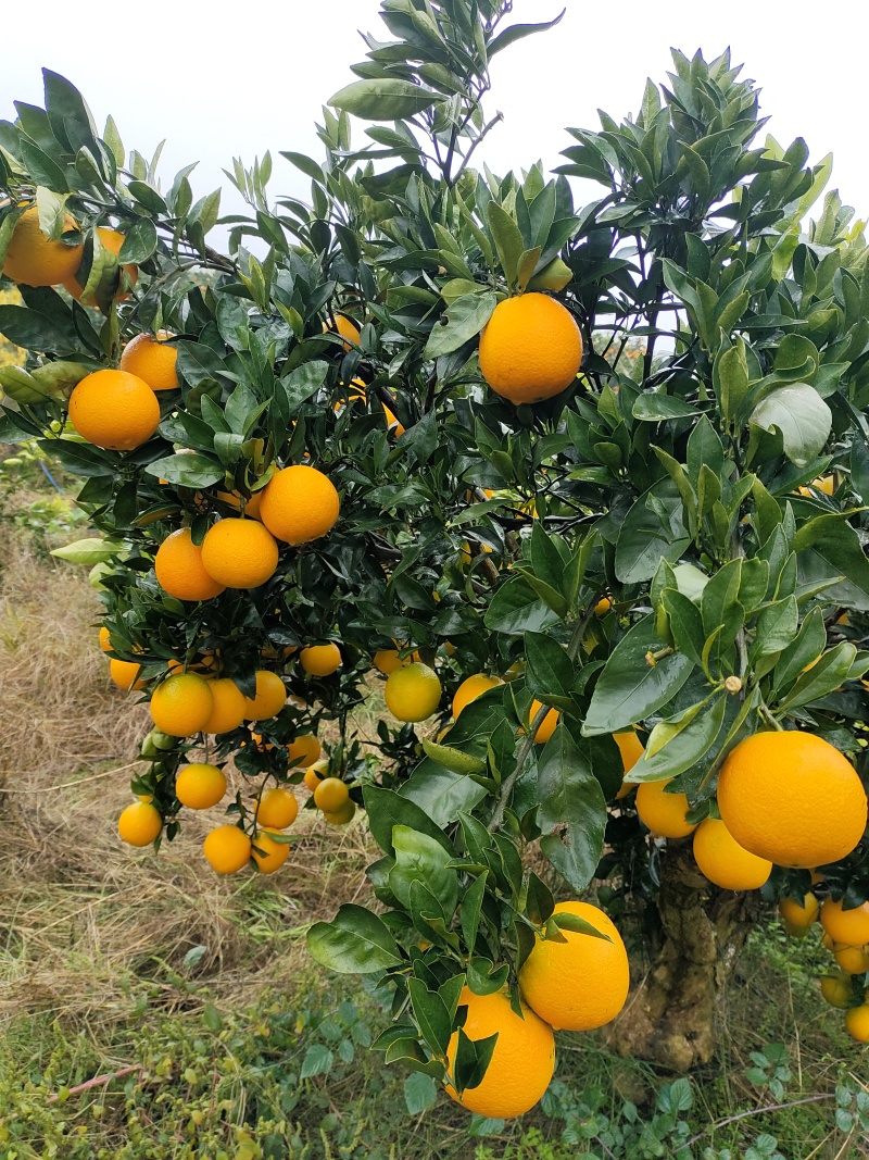 【爆】湖北九月红脐橙🍊供应市场电商~价格便宜～