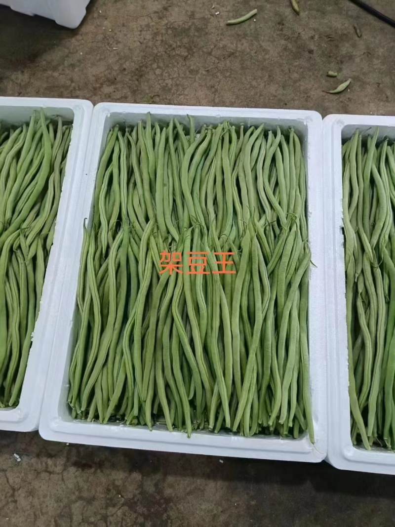 精品架豆王豆角基地直供支持电商超市，各大市场