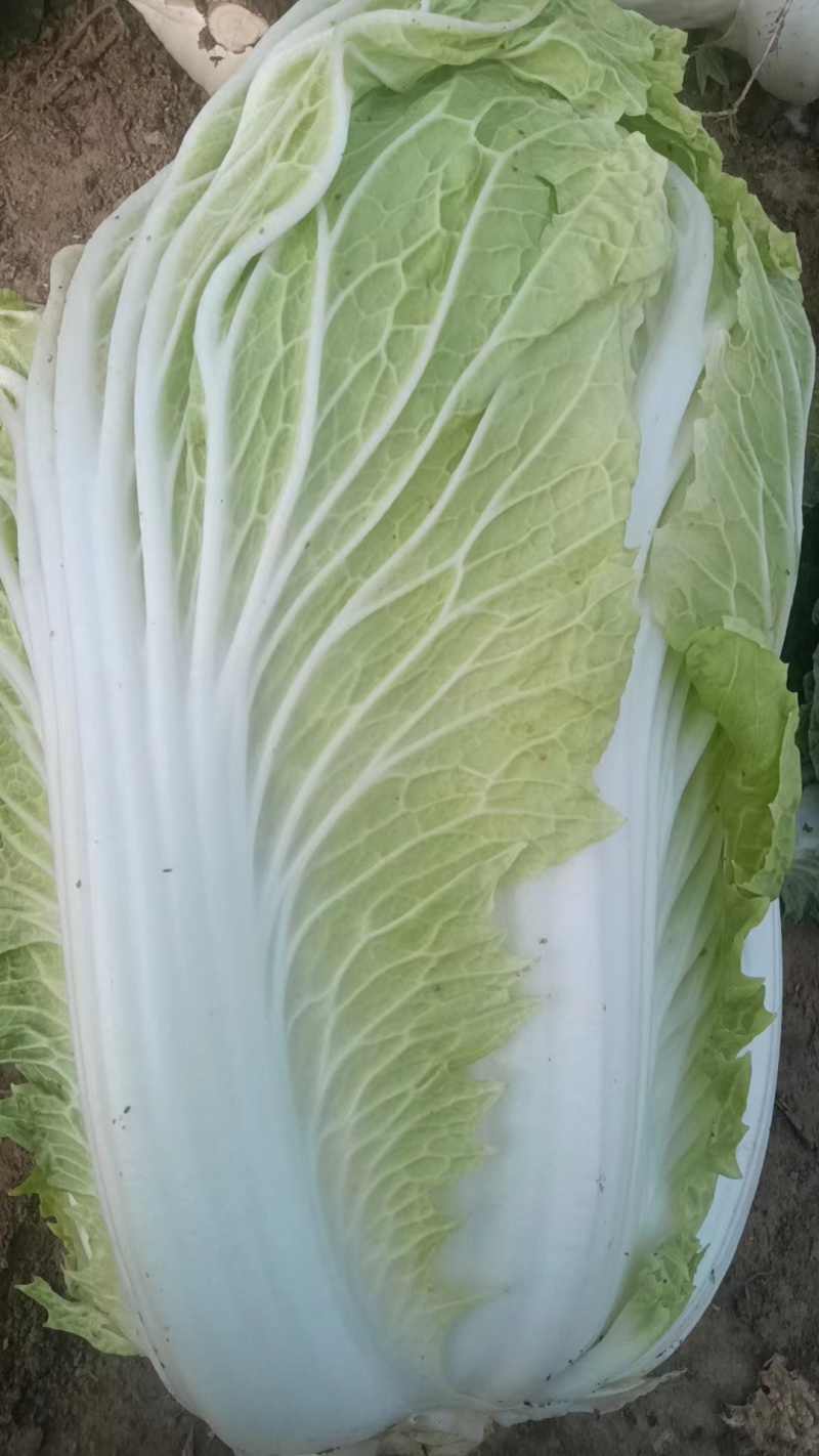 山东黄心白菜大量上市诚信经营一手货源欢迎采购对接批发商！