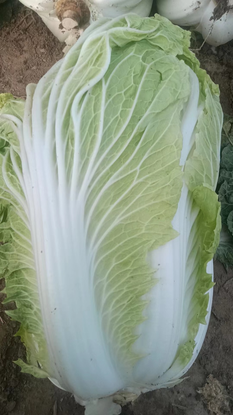 山东黄心白菜大量上市诚信经营一手货源欢迎采购对接批发商！