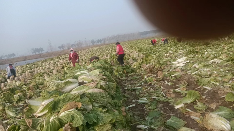 山东黄心白菜大量上市诚信经营一手货源欢迎采购对接批发商！