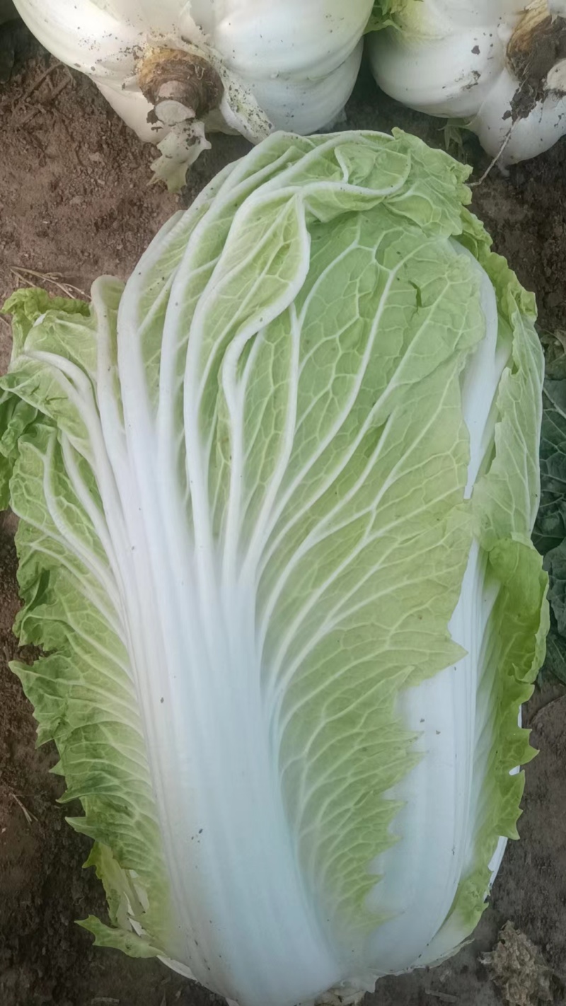 山东黄心白菜大量上市诚信经营一手货源欢迎采购对接批发商！