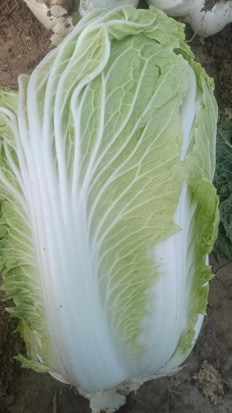 山东黄心白菜大量上市诚信经营一手货源欢迎采购对接批发商！