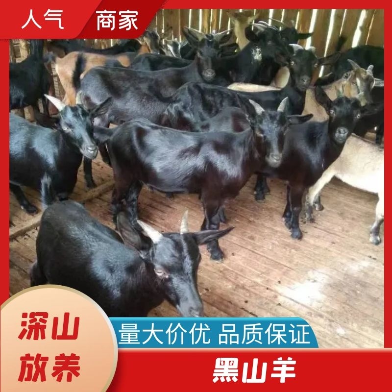 广西深山黑山羊，自然放养，肉质好支持视频看货，欢迎选购