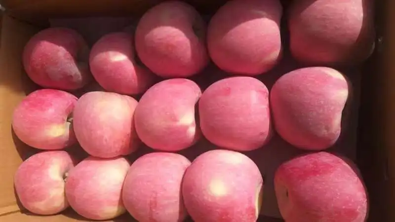 【推荐】新疆阿克苏冰糖心苹果大量上市中产地一手货源直发