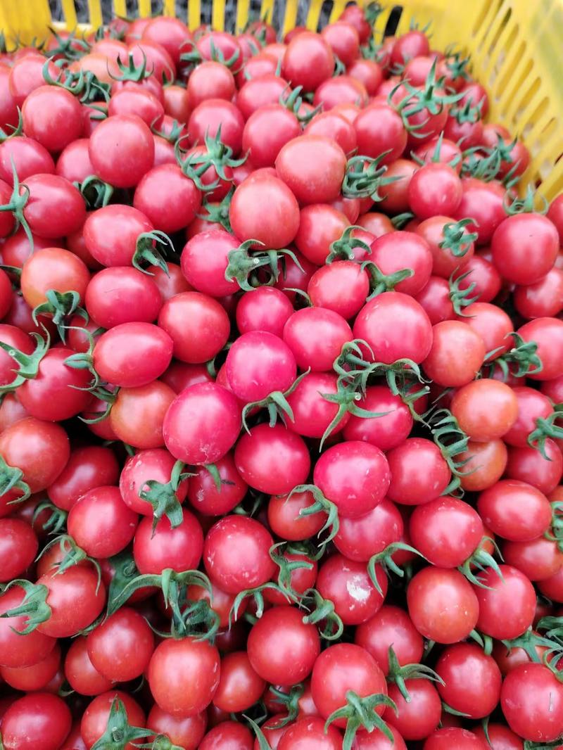 广西百色千禧圣女果种植产地一手货源直发价格稳定全国发货