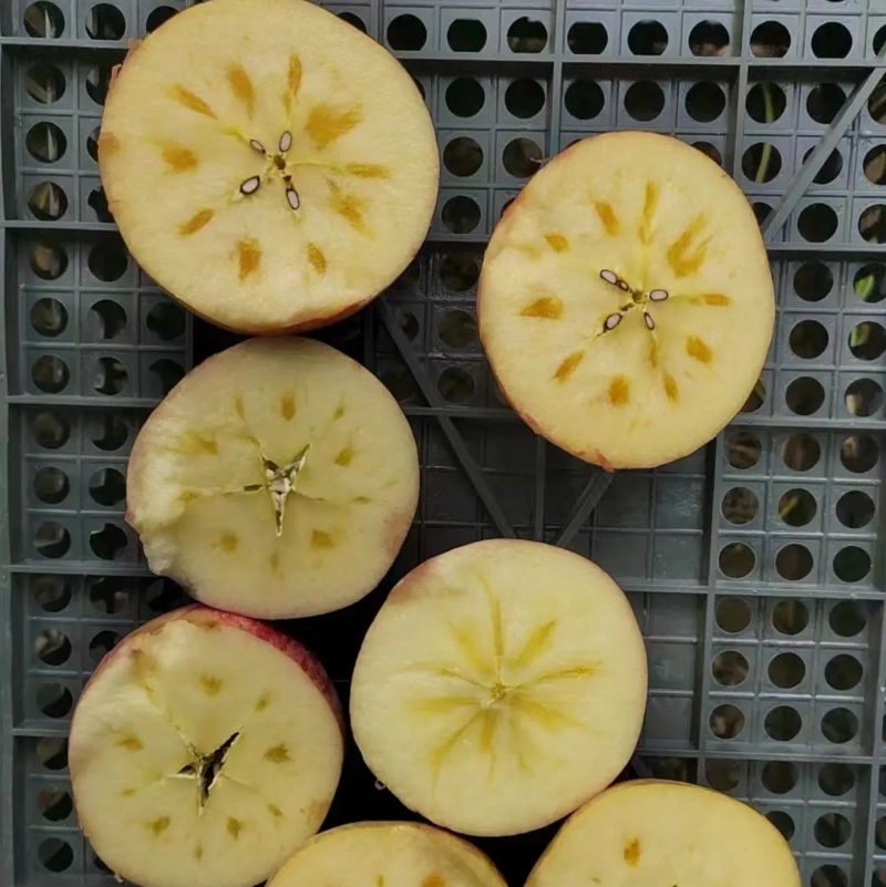 阿克苏温宿县冰糖心苹果大量上市中产地一手货源直发量大价优