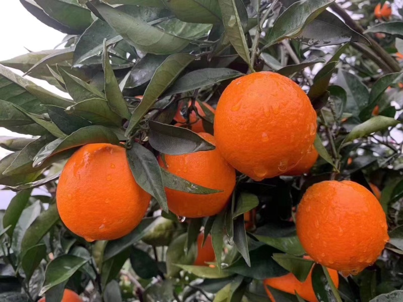 长虹脐橙重庆橙子产地发货品质保障量大从优欢迎电话联系